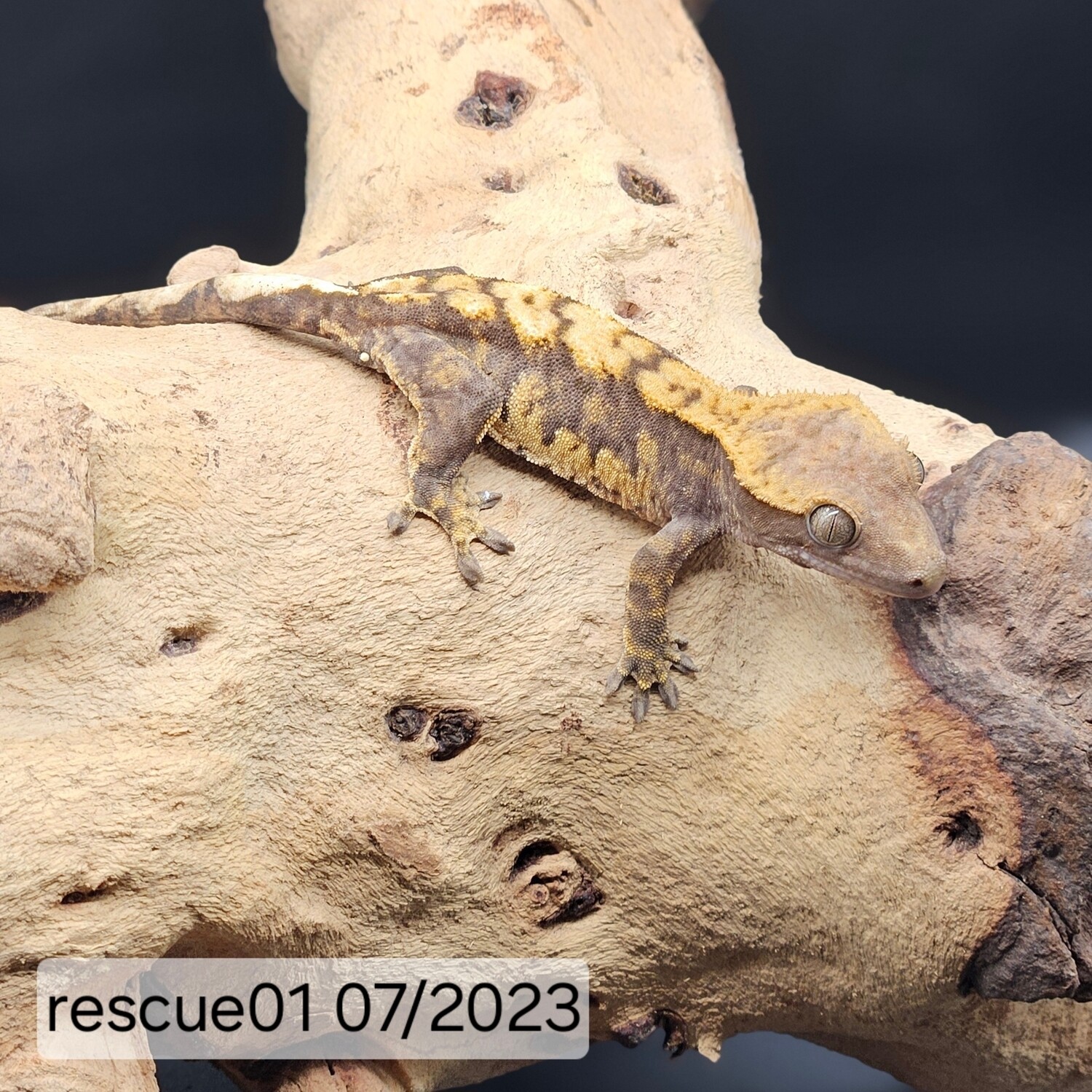 Crested Gecko - Flame - Male -Rescue01 07/2023