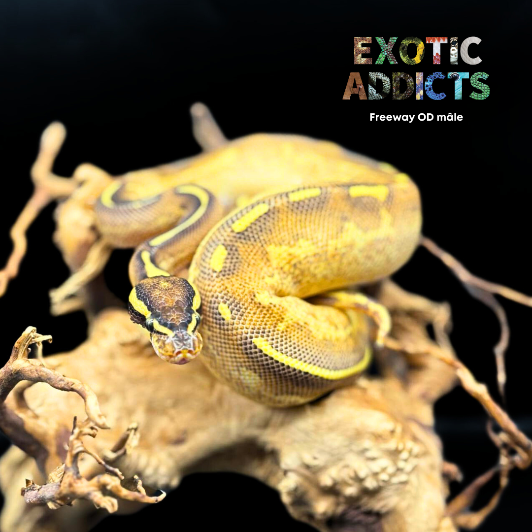 Ball Python - Freeway Enchi OD  - Mâle - Ex02 27/06/24