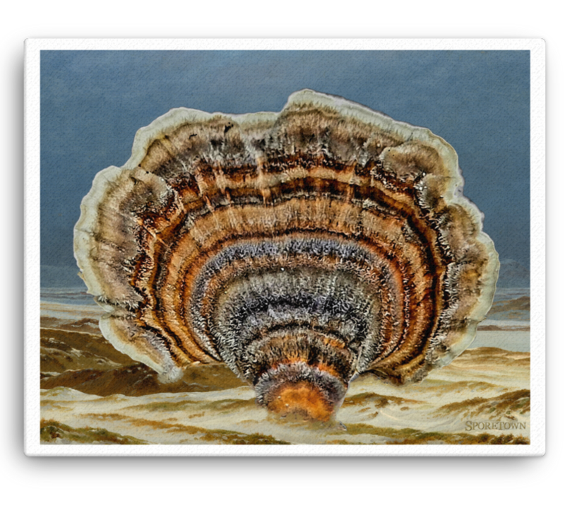 Trametes Versicolor Wild Medicinal Mushroom Canvas Print 16x20