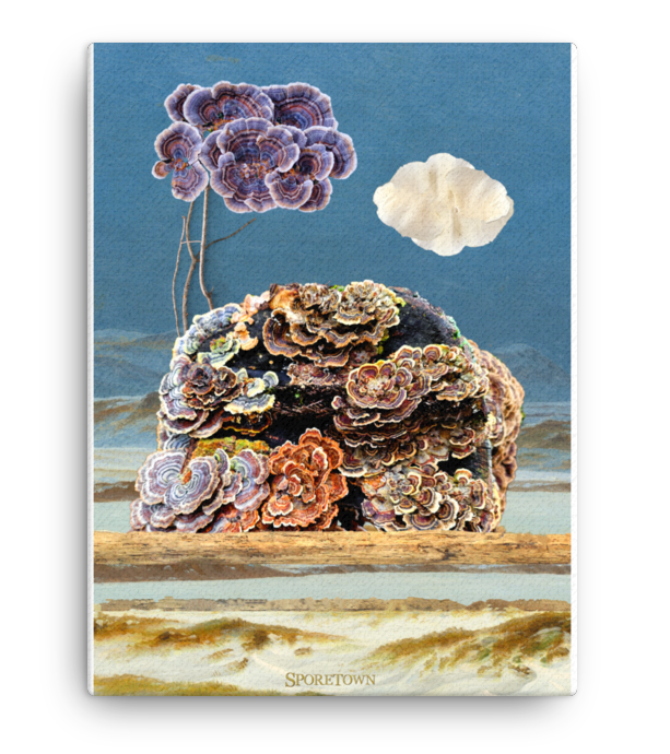 Turkey Tail Cloud Fungi Mushroom Canvas Print 12x16