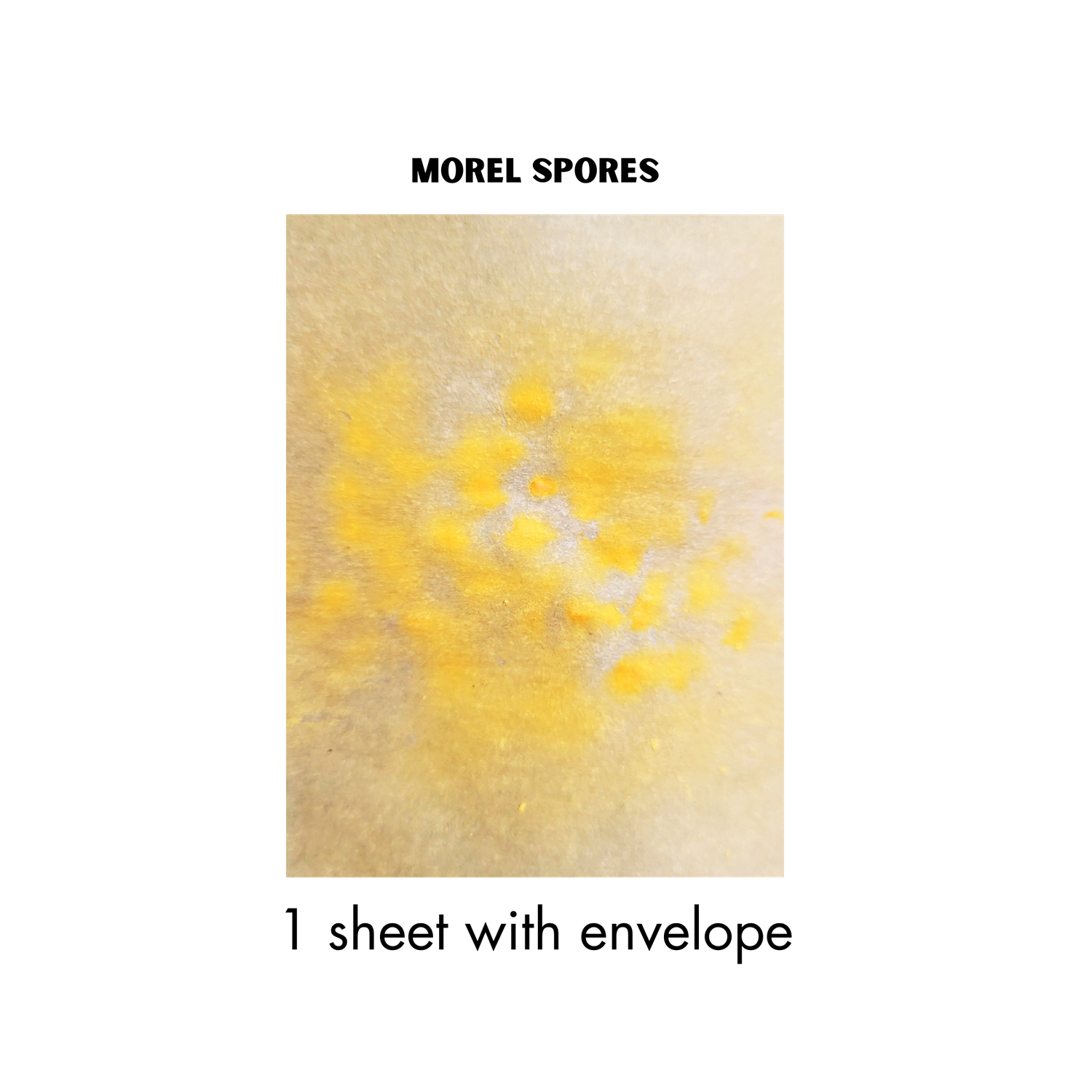 Morel Mushroom Spore Sheet 2024 Harvest