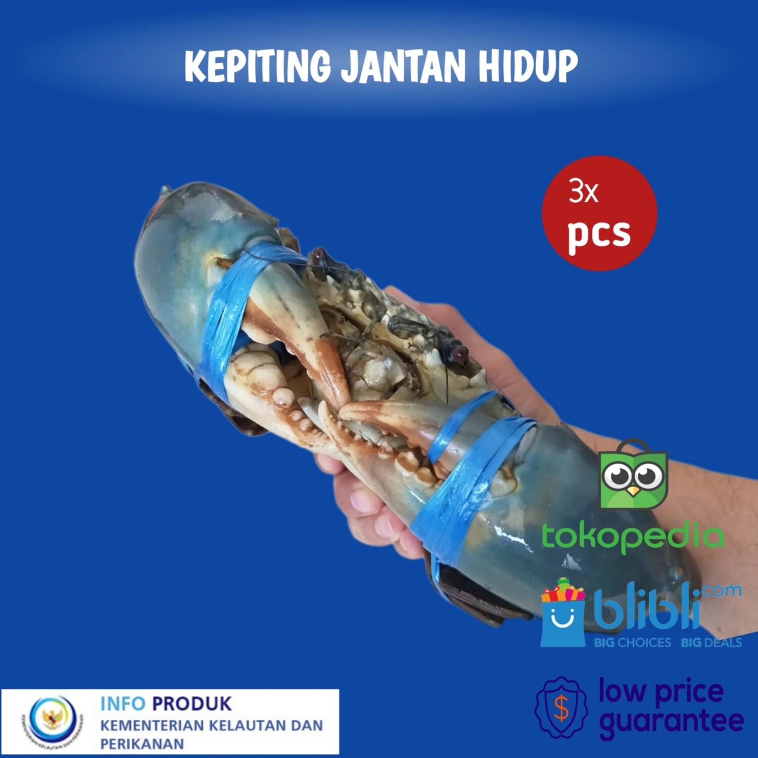 KEPITING JANTAN SIZE 300+ LIVE
