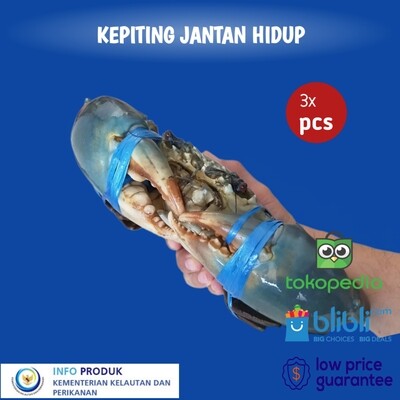 KEPITING JANTAN SIZE 300+ LIVE