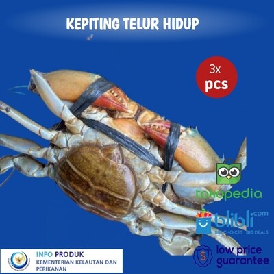 KEPITING TELUR PREMIUM SIZE 300+ LIVE