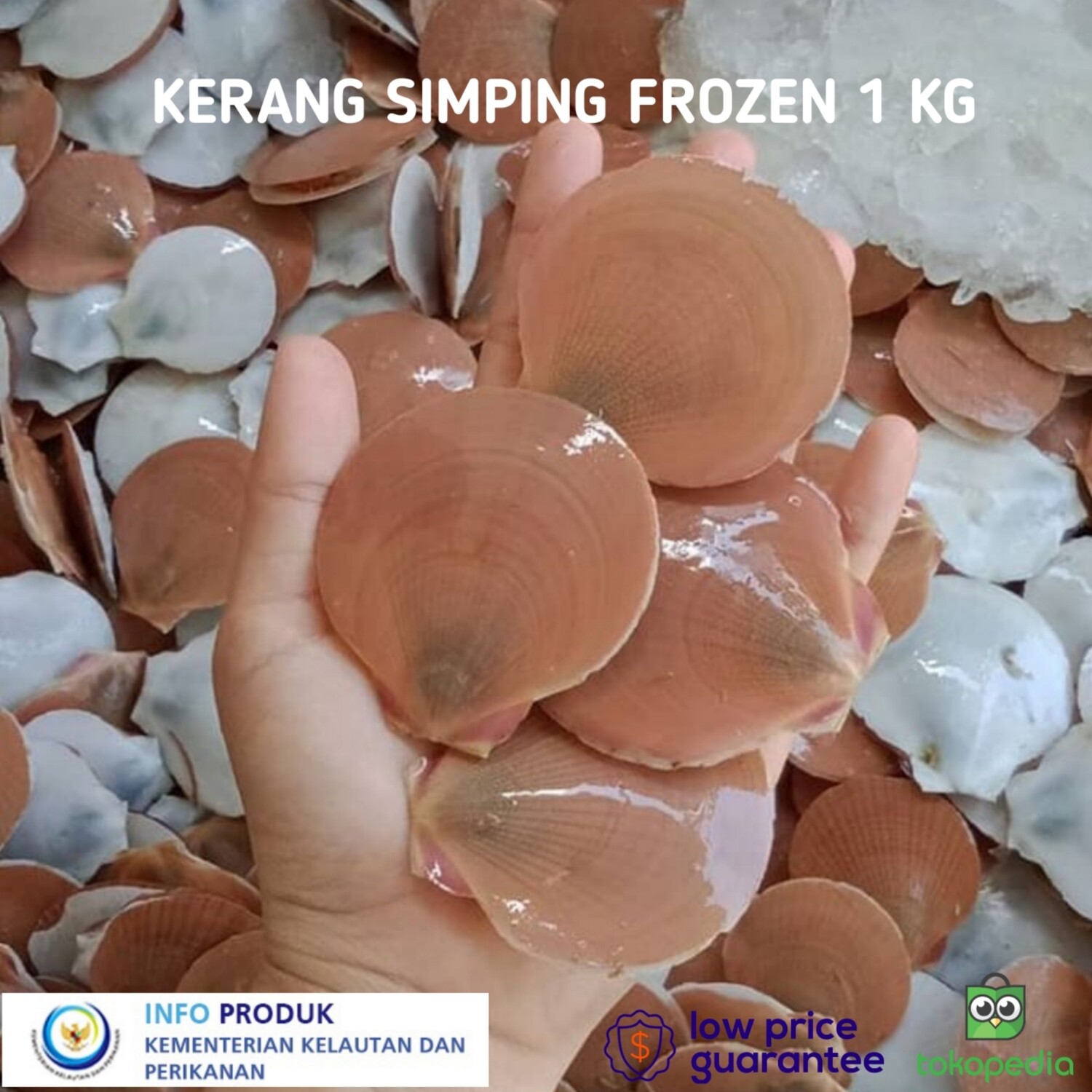 KERANG SIMPING FRESH AND FROZEN