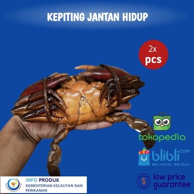 KEPITING BAKAU PAPUA SIZE 500+ LIVE