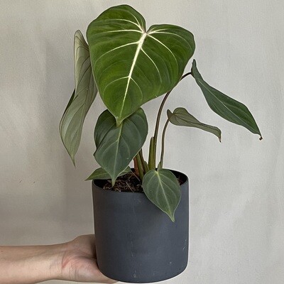 Grønnplanter