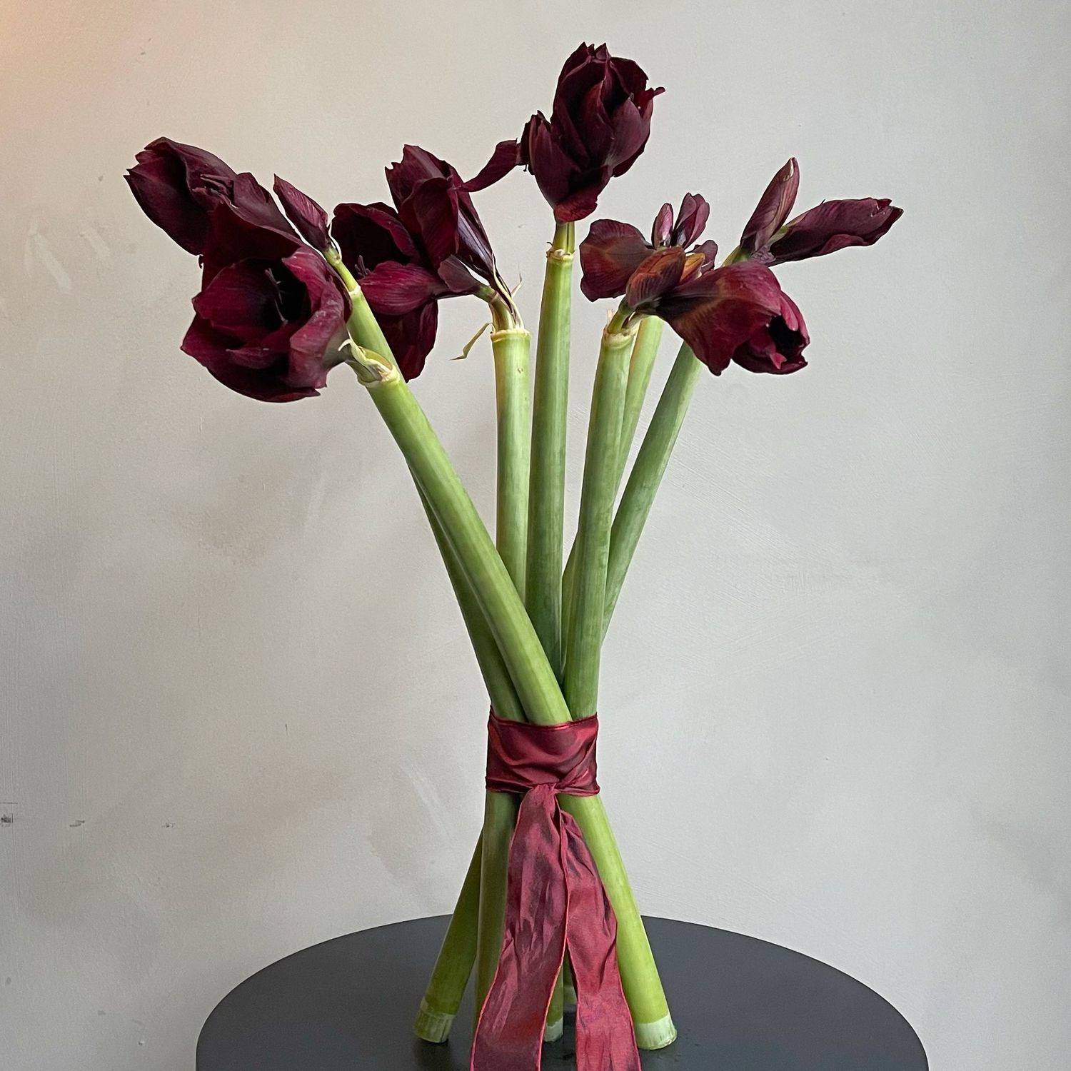 AMARYLLIS BURGUND