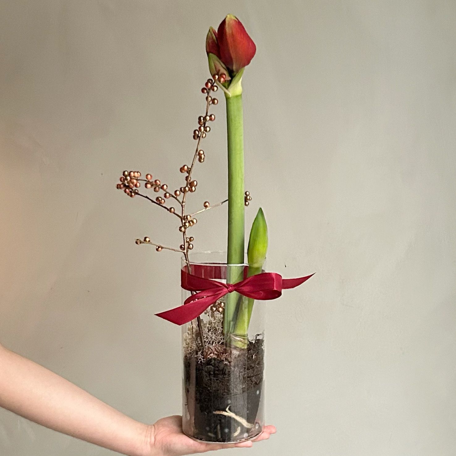 JULEDEKORASJON RØD AMARYLLIS