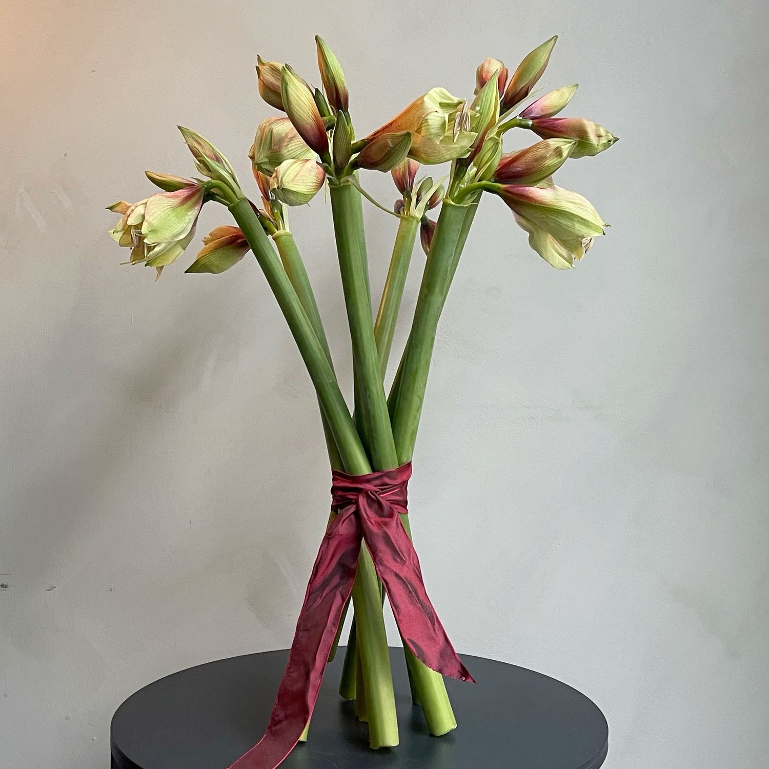 AMARYLLIS MOCCA