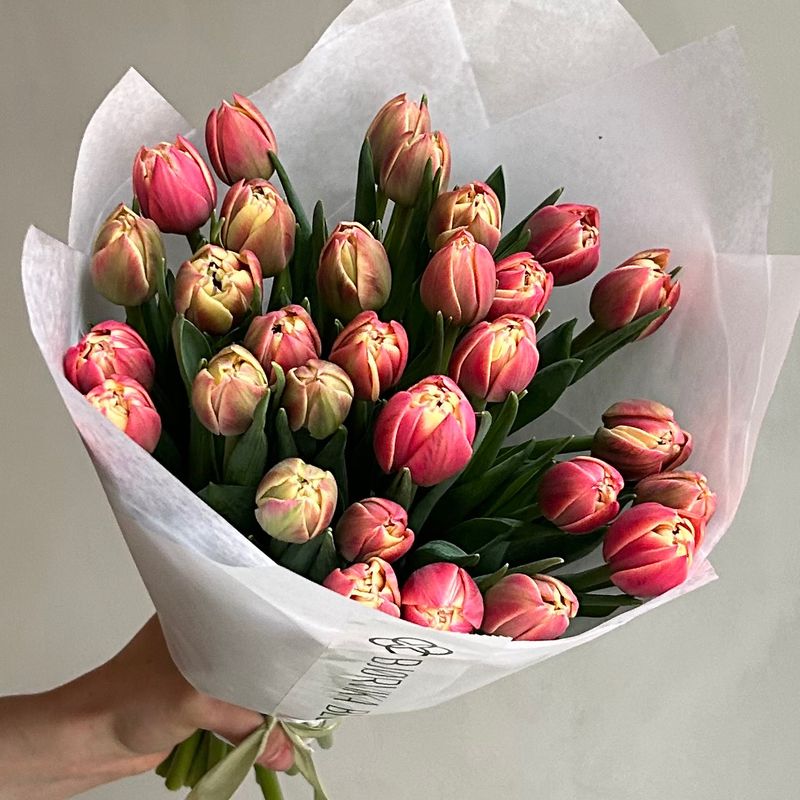 TULIPANER - DOBLE COLUMBUS