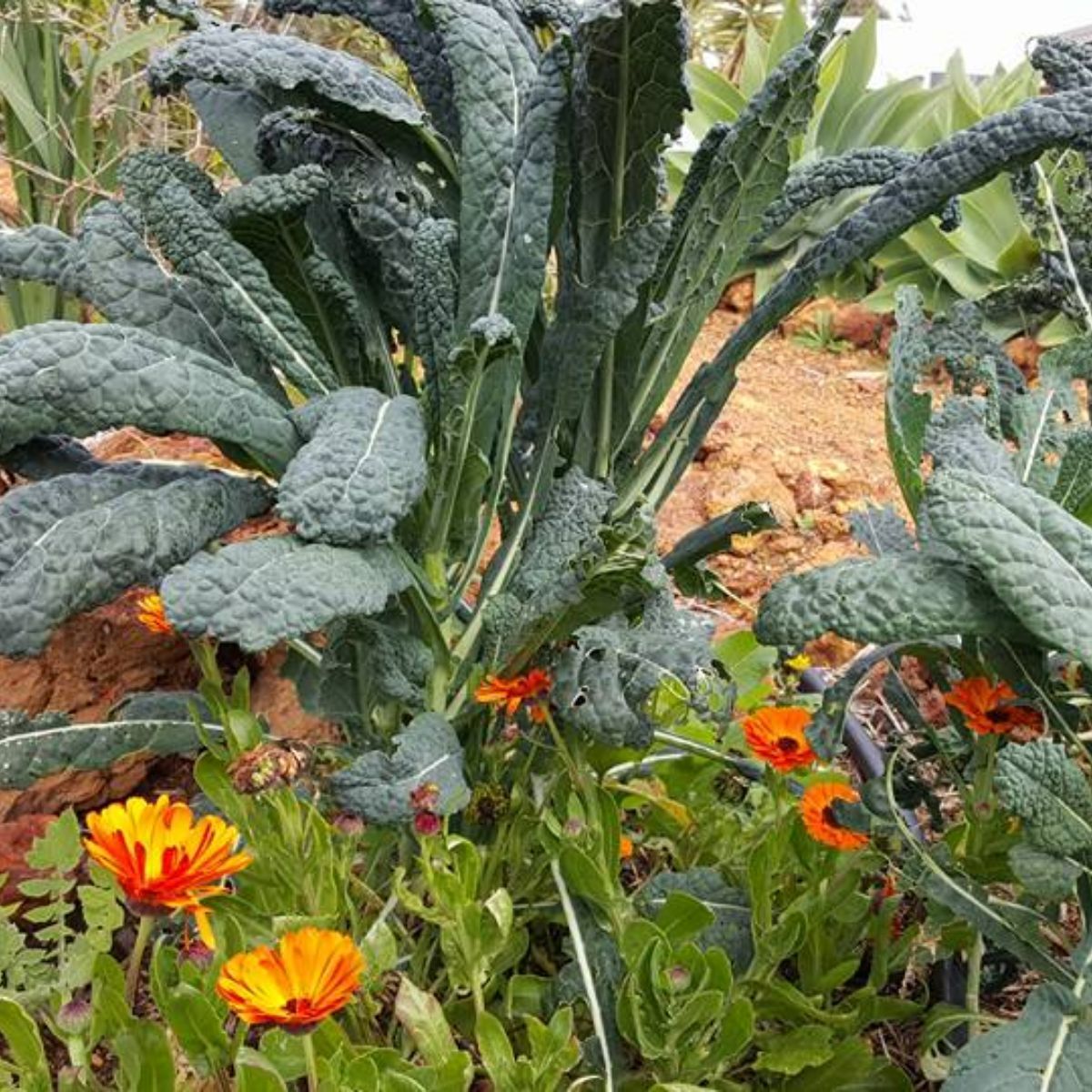 Kale - Black Toscana Seeds