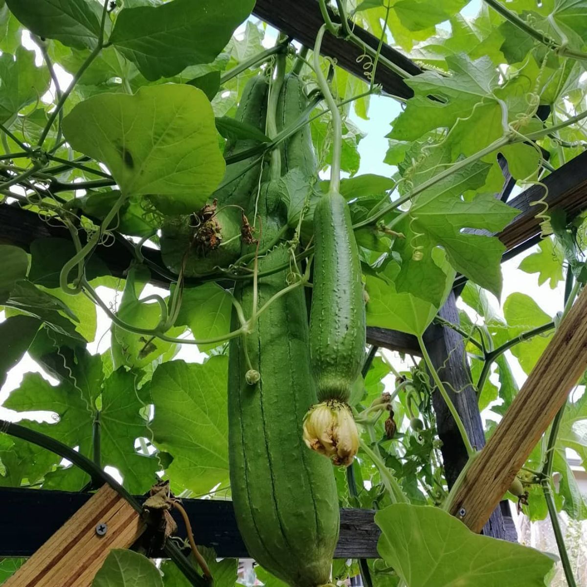 Loofah /Gourd - Luffa cylindrica Seeds