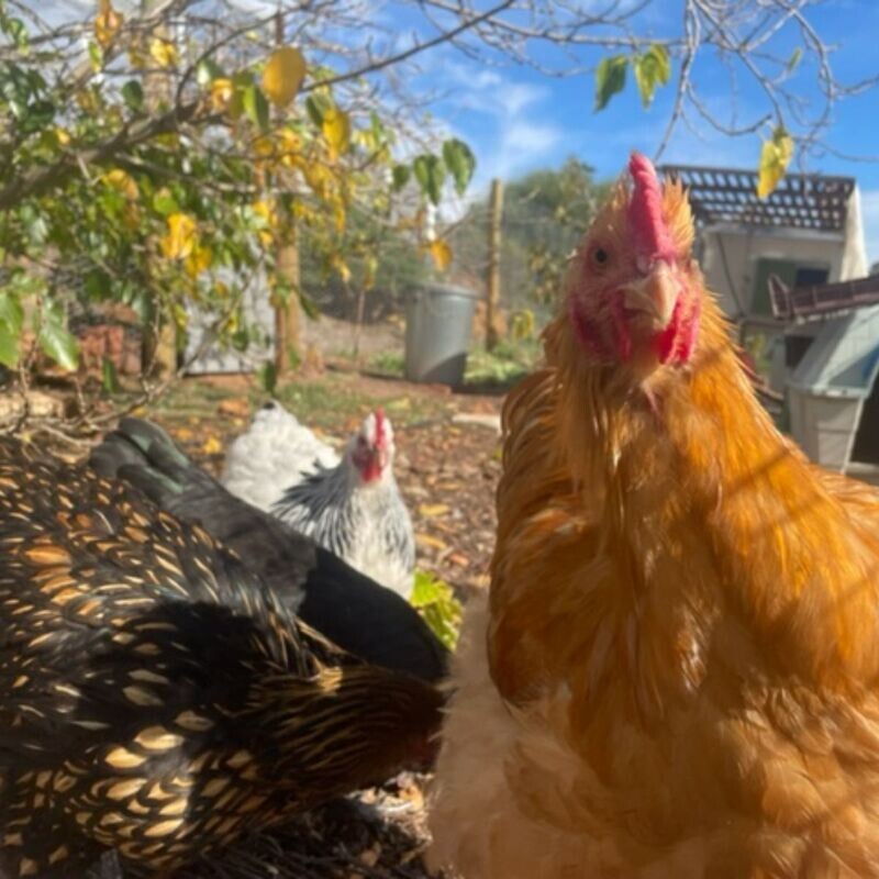 Poultry and Pet Supplies