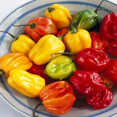 Chilli