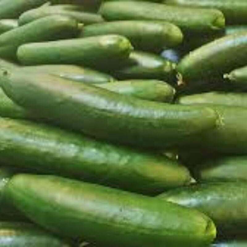 Cucumber