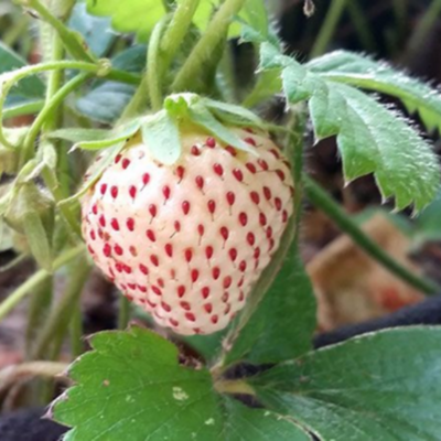 Fruit