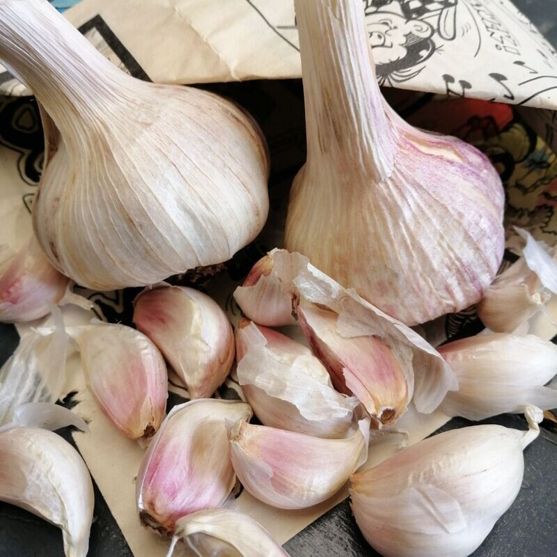 Garlic