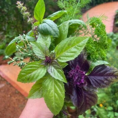 Herbs