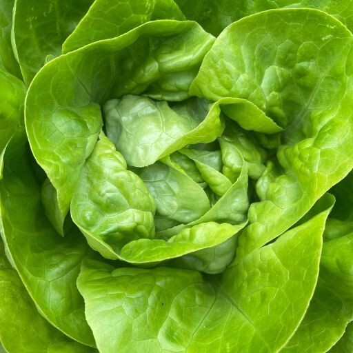 Lettuce