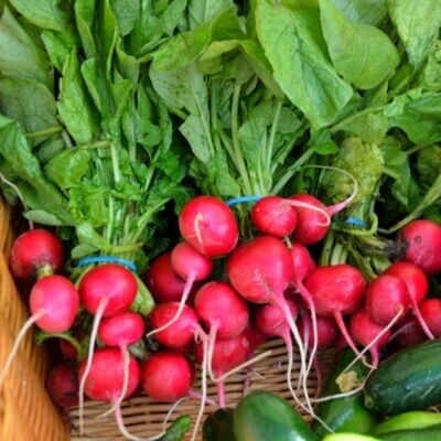 Radish