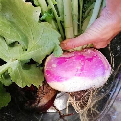 Root Vegetables