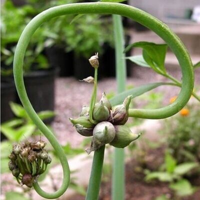 Perennial