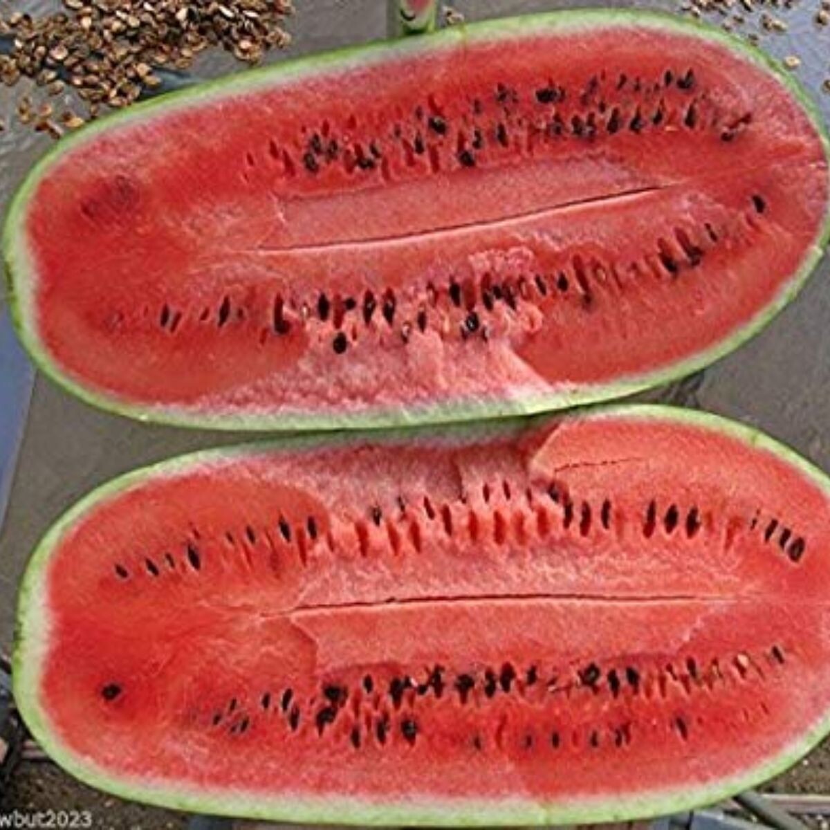 Watermelon Col Watermelon