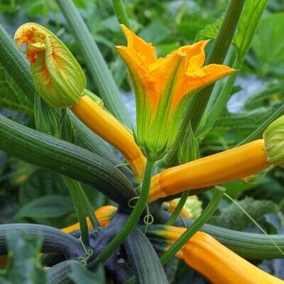 Zucchini