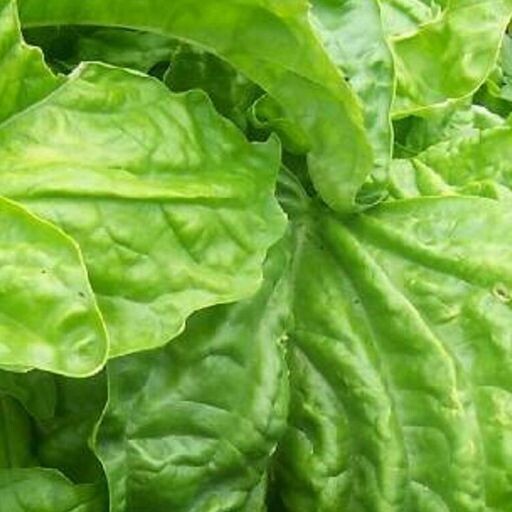 Basil Lettuce Leaf seeds