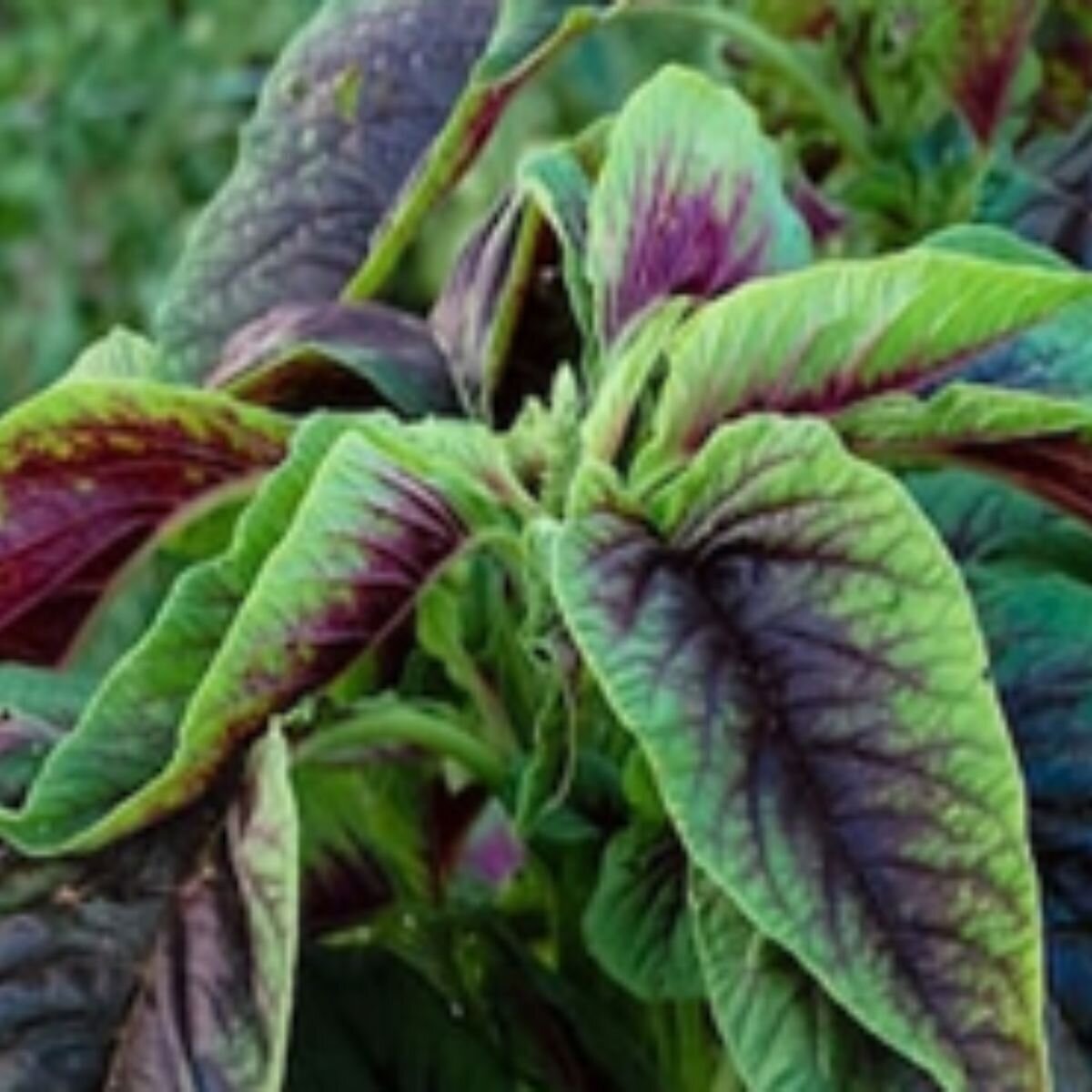 Amaranth - Edible red leaf Seeds