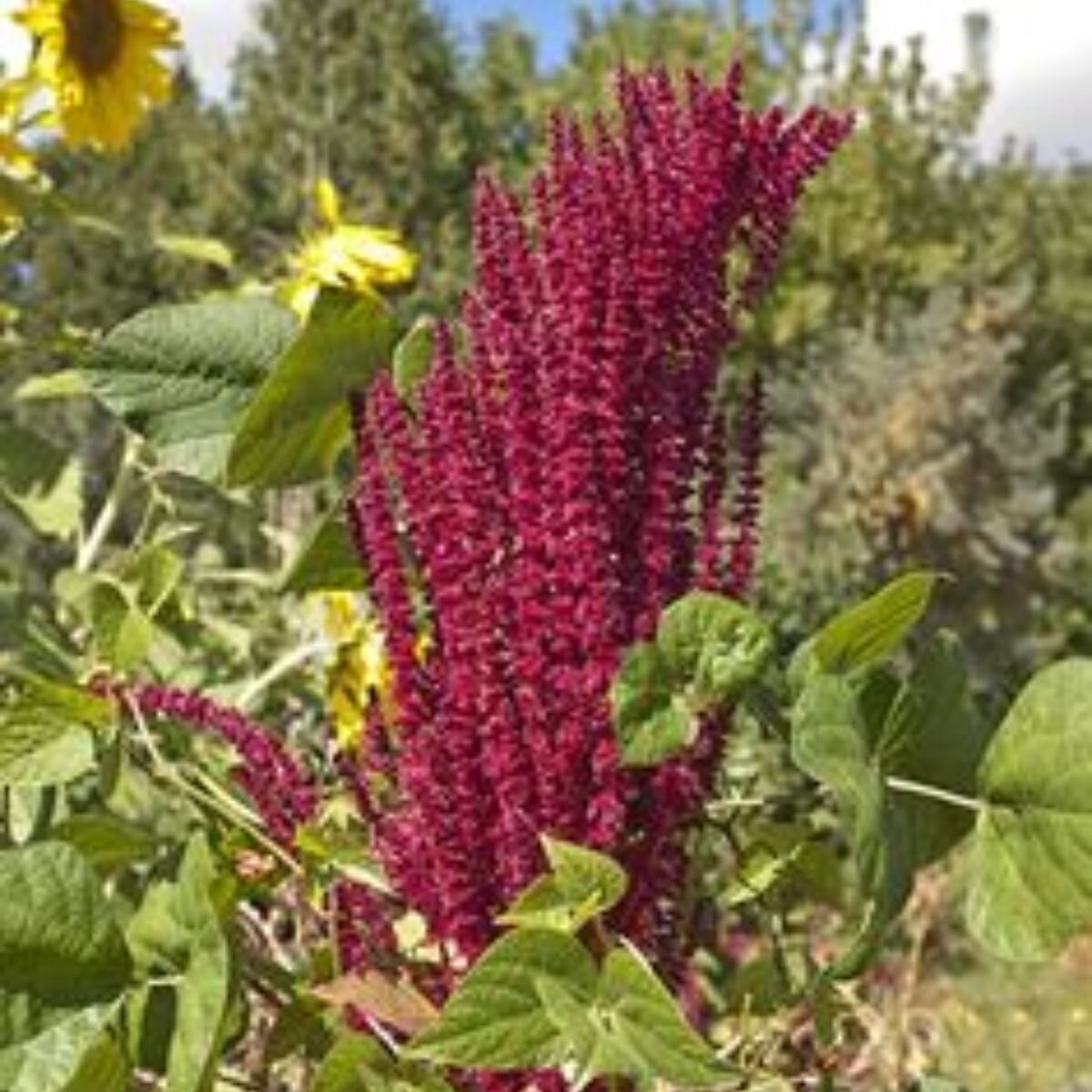 Amaranth - Grain Amaranth Seeds