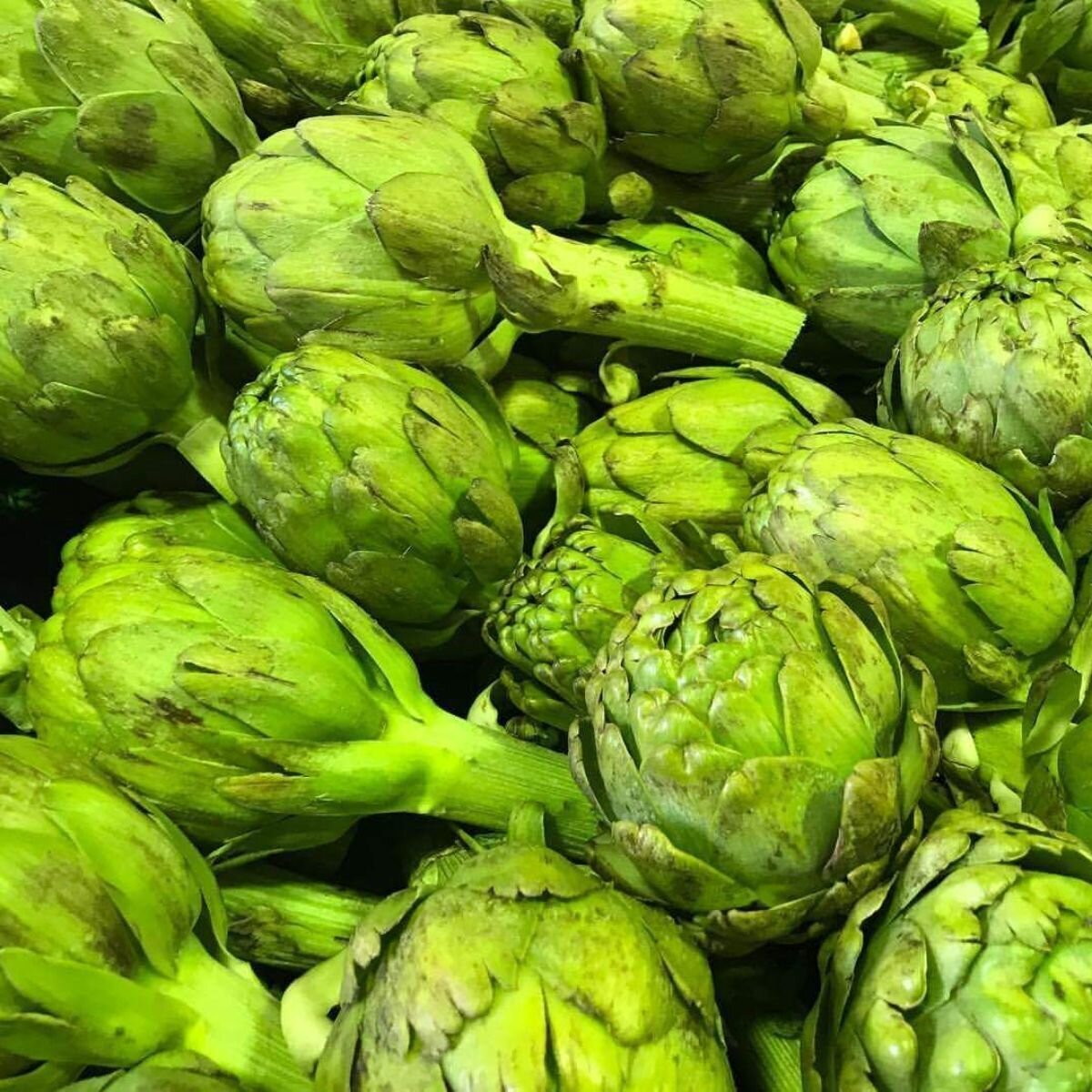Artichoke - Green globe Seeds