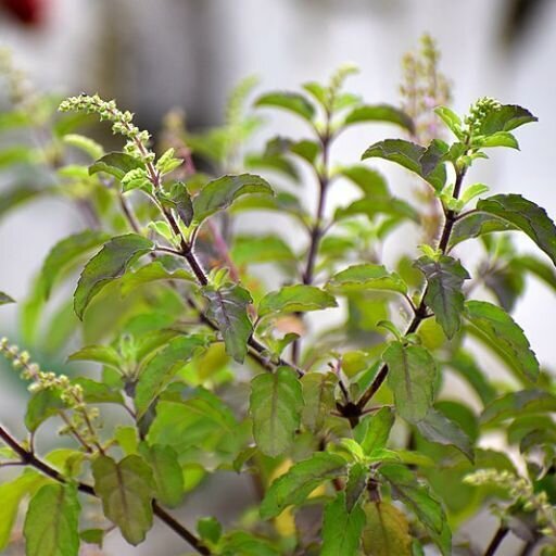 Basil - Holy Green (Tulsi) seeds