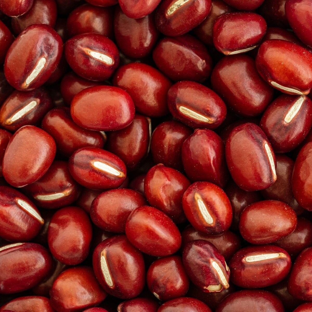 Bean - Adzuki Seeds