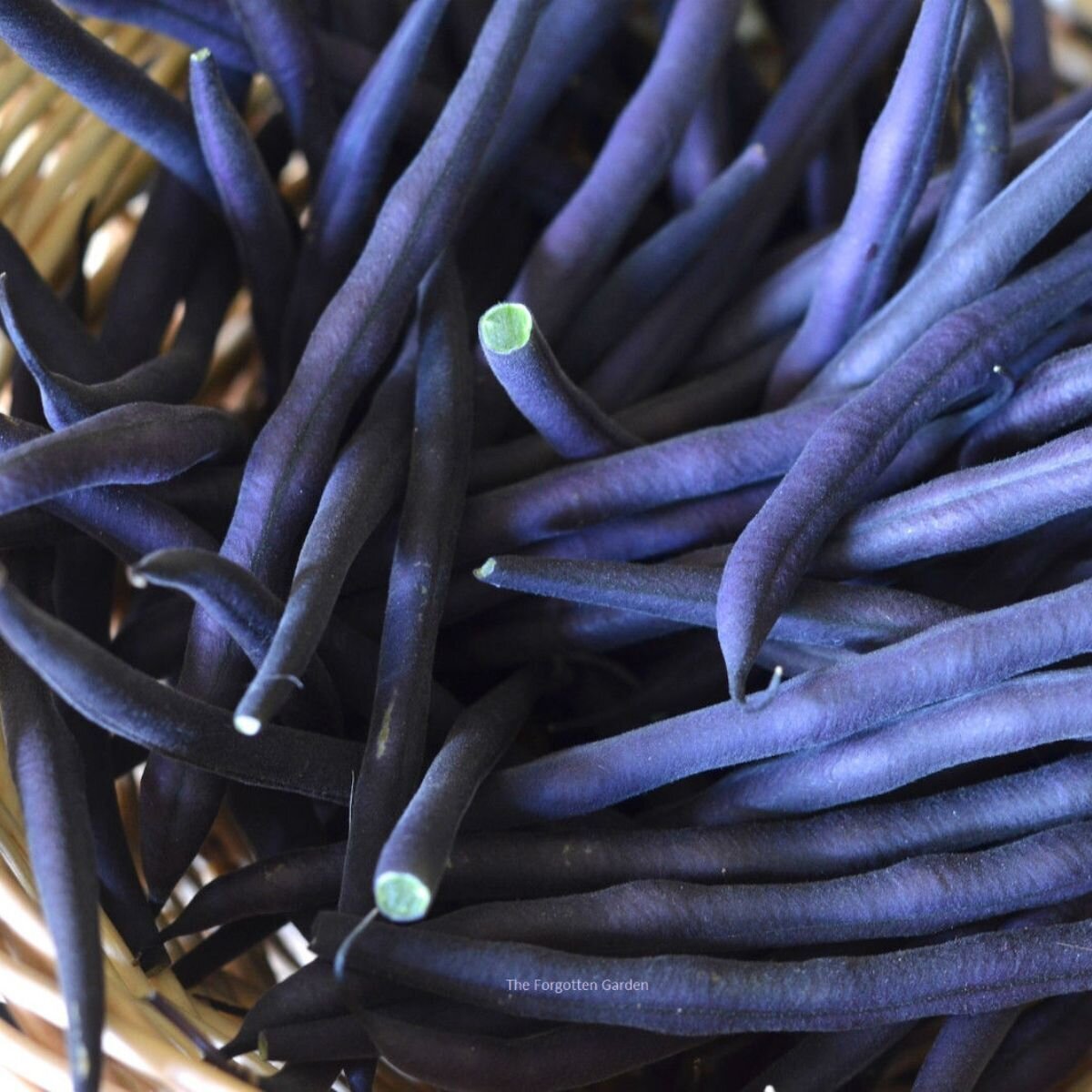 Bean - Purple King Seeds