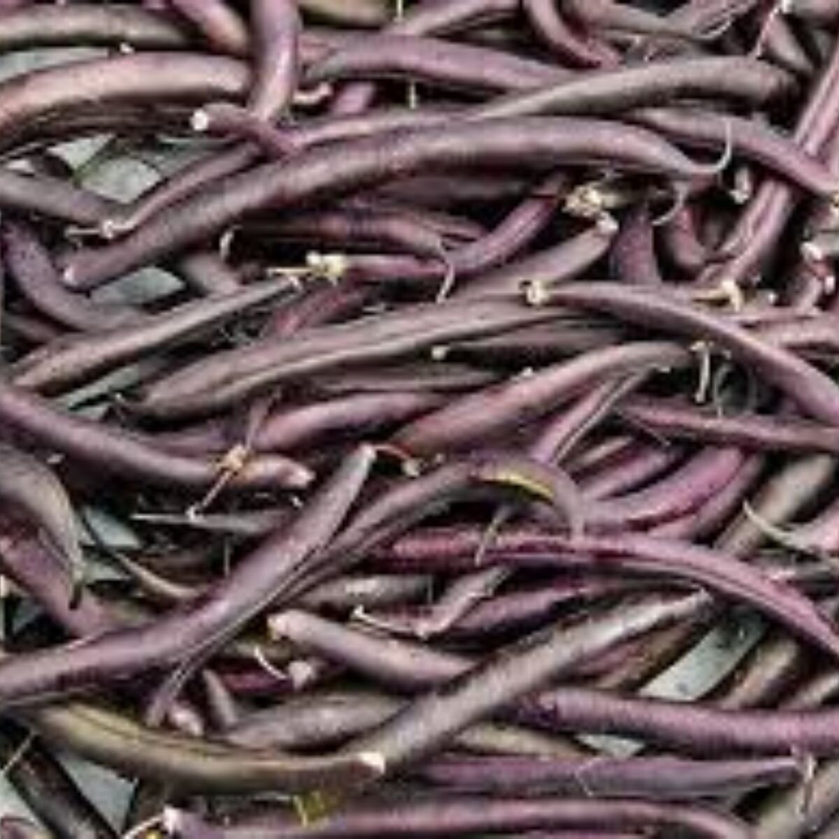 Bean - Royal Burgundy Seeds