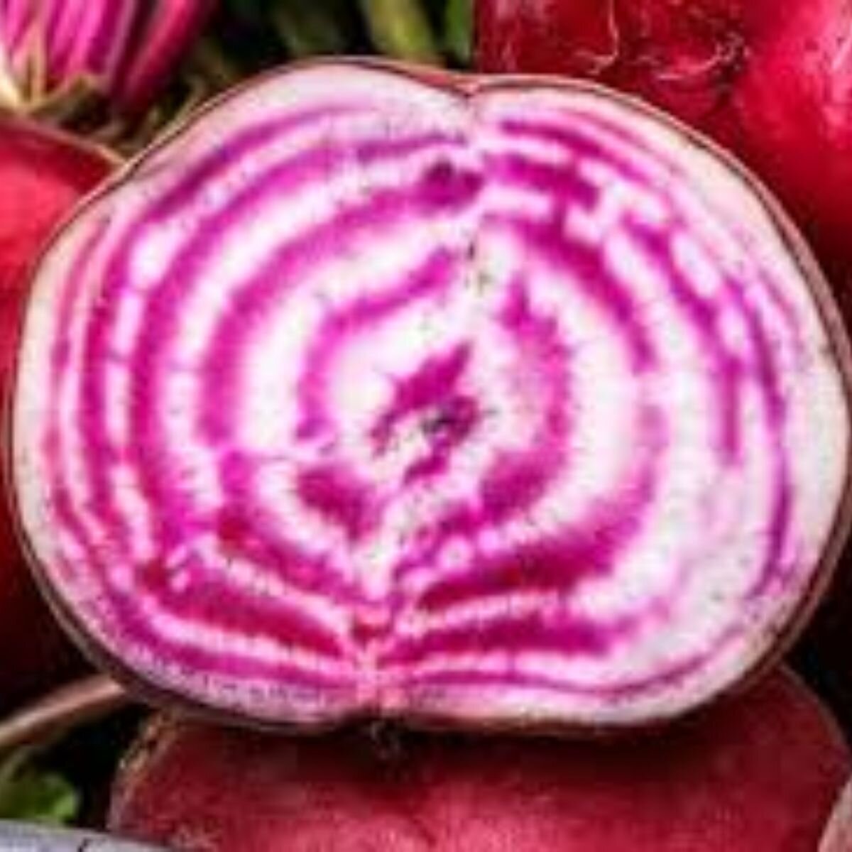 Beetroot - Chioggia Seeds