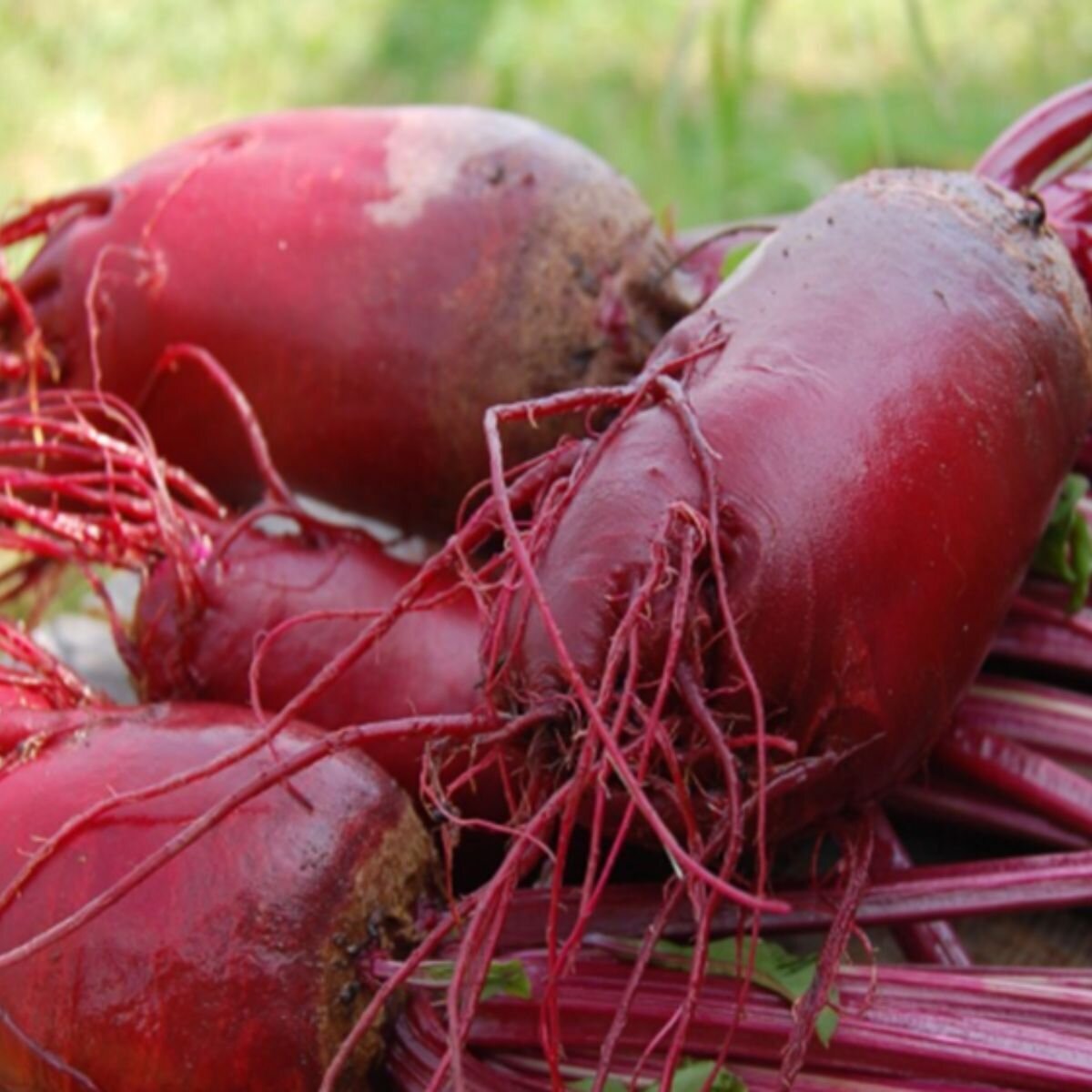Beetroot - Red Mammoth Seeds