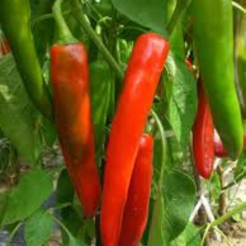 Chilli - Cayenne Red Hot Seeds