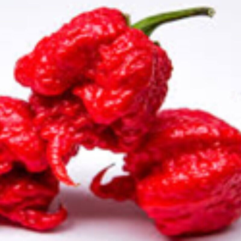 Chilli - Carolina Reaper Seeds