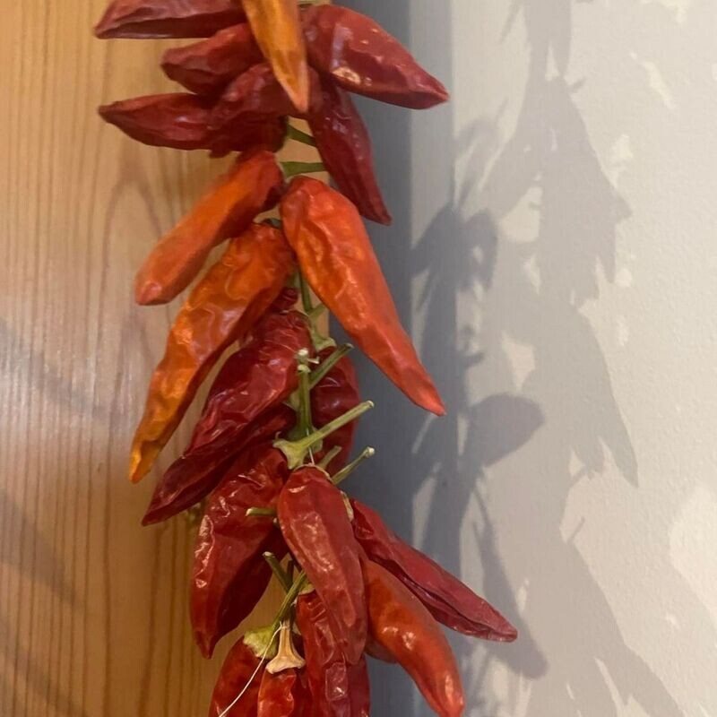 Chilli - Paprika Seeds