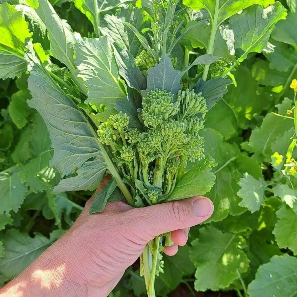 Broccoli Raab - Spring Rapini Seeds