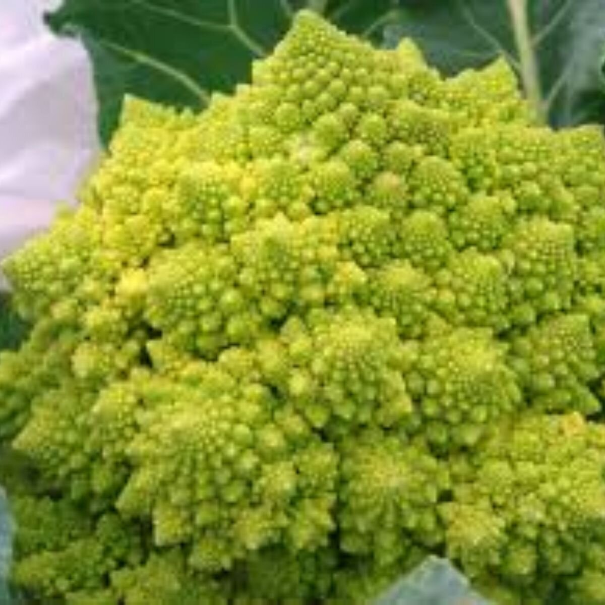 Broccoli - Romanesco Seeds