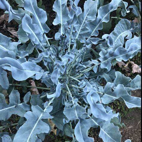 Broccoli - Spigariello Liscia