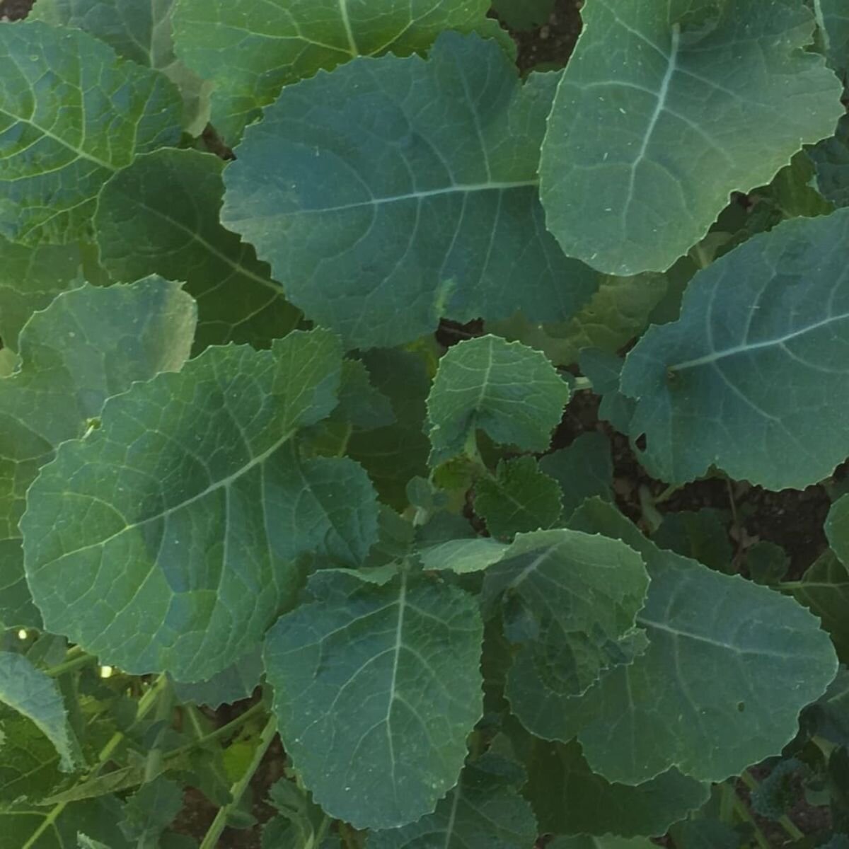 Cabbage - Ethiopian Seeds
