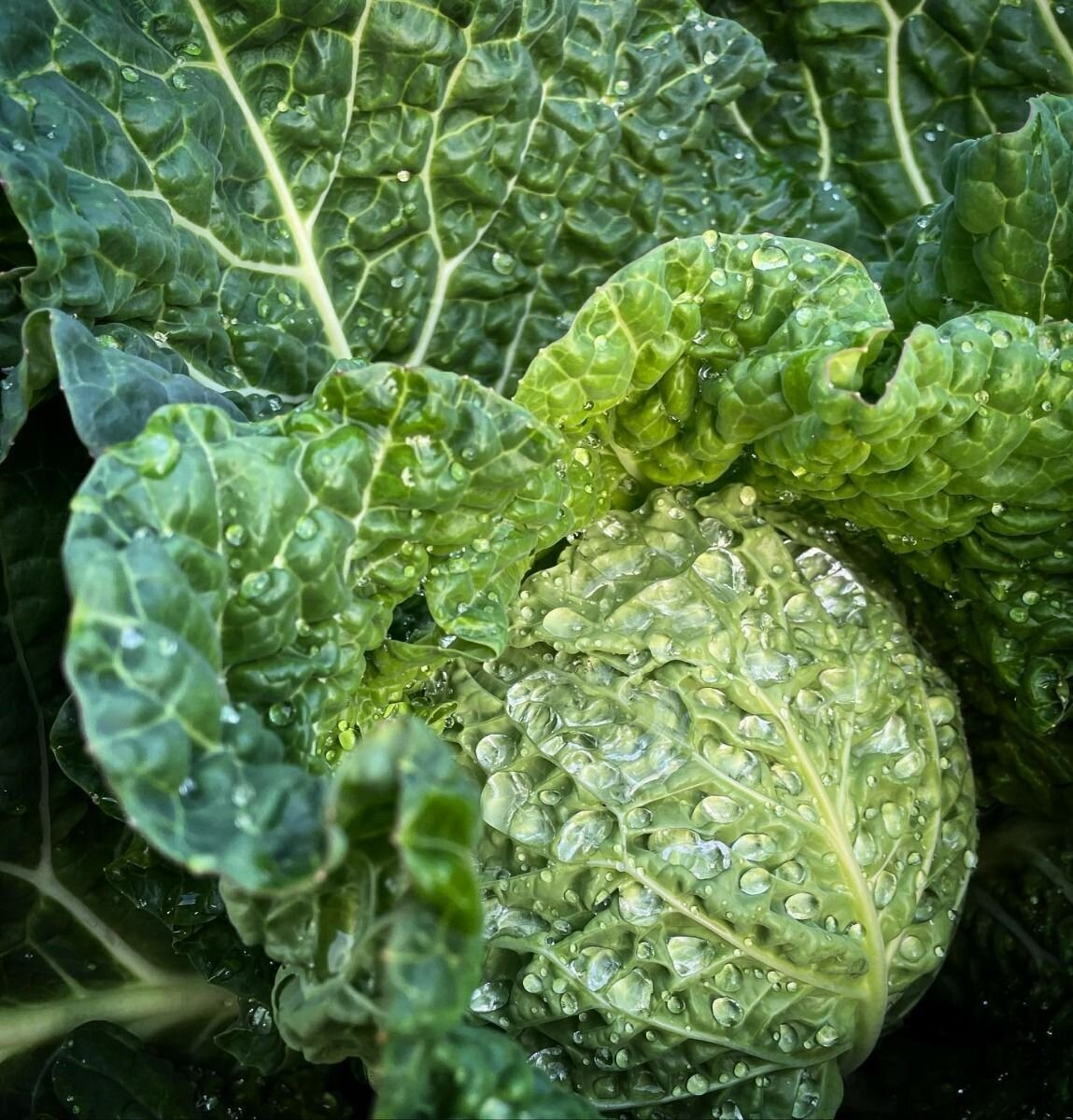 Cabbage - Green Savoy Vertus Seeds