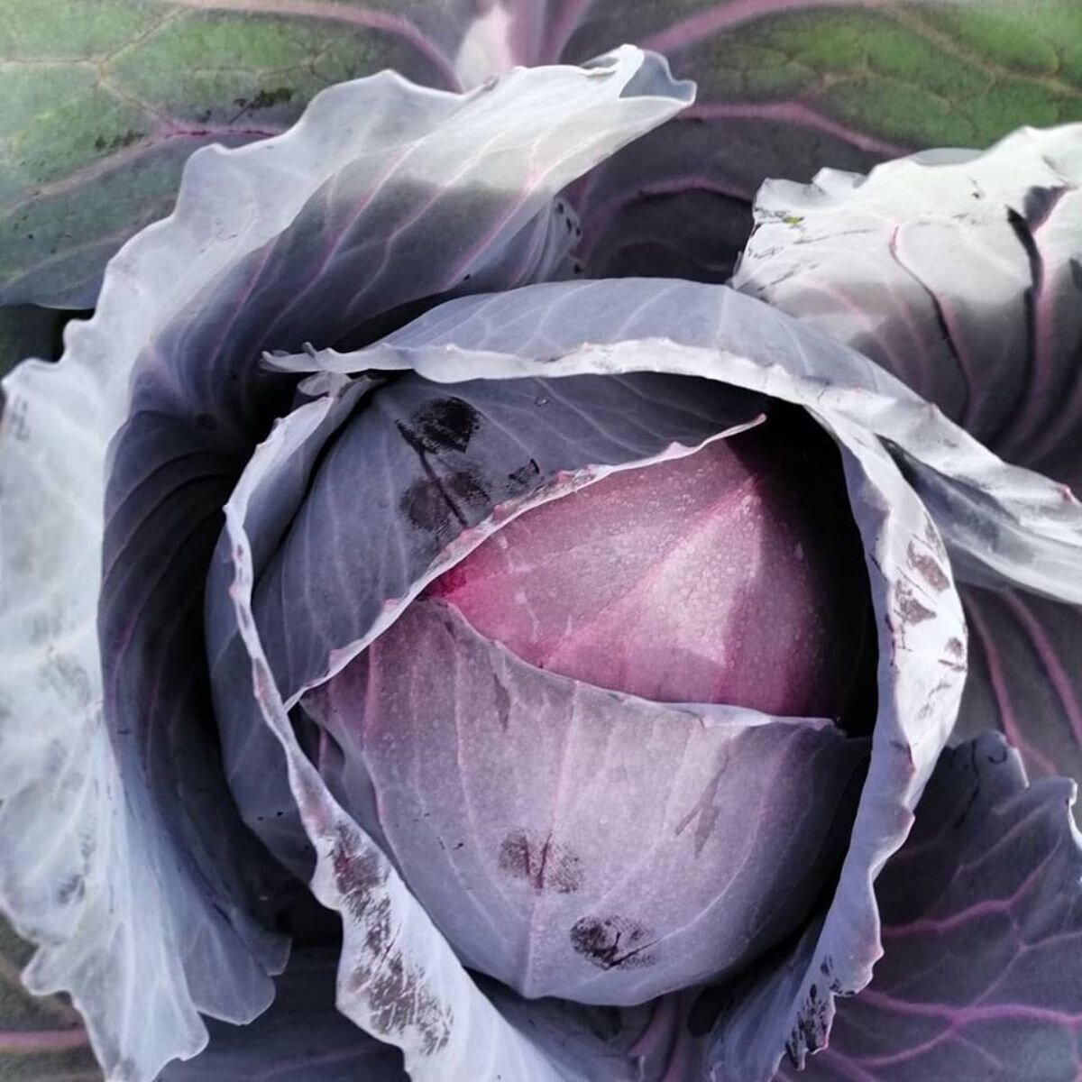 Cabbage - Red Express Seeds