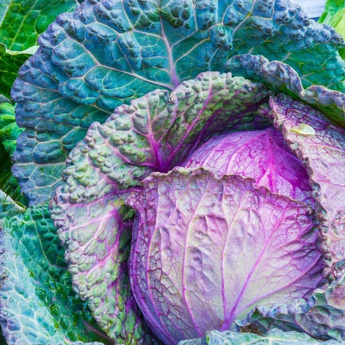 Cabbage - Savoy Verona Purple Seeds