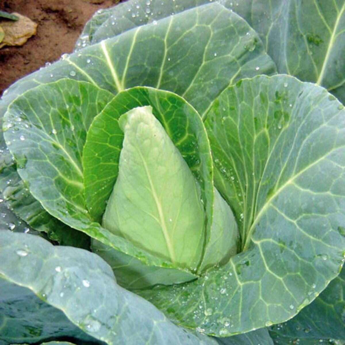 Cabbage - Sugarloaf Seeds